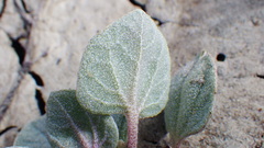 Atriplex argentea
