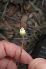 Brachyscome spathulata