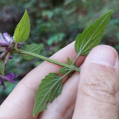 Agastache palmeri