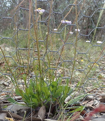 Brachyscome spathulata