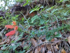 Lamourouxia multifida