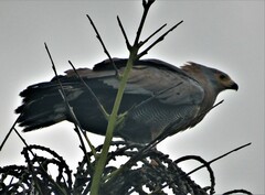 Polyboroides typus typus