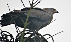 Polyboroides typus typus