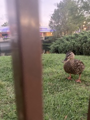 Anas platyrhynchos × fulvigula