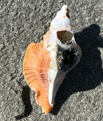 Pterochelus triformis