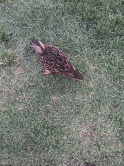 Anas platyrhynchos × fulvigula