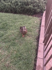 Anas platyrhynchos × fulvigula