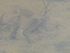 Pseudomugil signifer