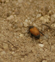 Phyllotocus macleayi