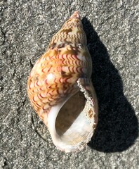 Phasianella australis