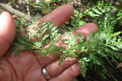 Asplenium rutifolium