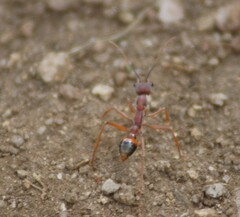 Myrmecia nigriscapa