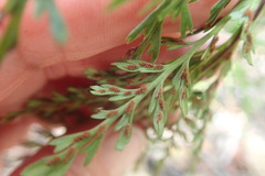 Asplenium rutifolium
