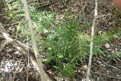 Asplenium rutifolium