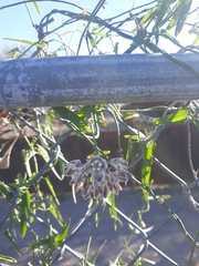 Funastrum