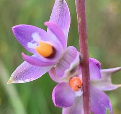 Thelymitra brevifolia