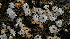 Dimorphotheca pinnata