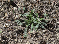 Phacelia mutabilis