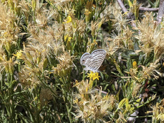 Ericameria nauseosa bernardina
