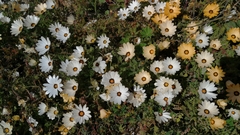 Dimorphotheca pinnata