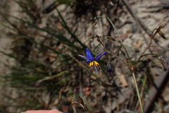 Dianella