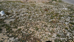 Dimorphotheca pinnata