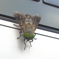 Tabanidae