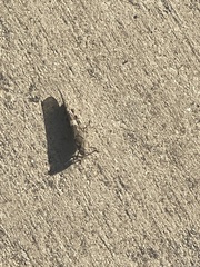 Trimerotropini