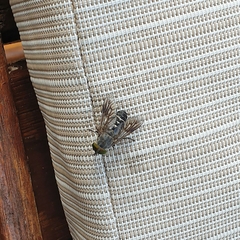 Tabanidae