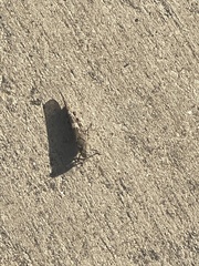 Trimerotropini
