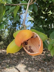 Sterculia quadrifida
