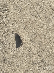 Trimerotropini