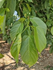 Sterculia quadrifida