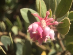 Arctostaphylos pringlei