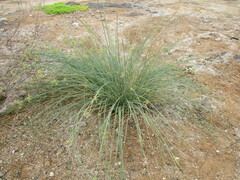 Cyperus marginatus image