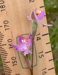 Thelymitra brevifolia