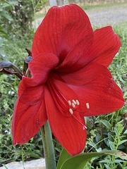 Hippeastrum correiense