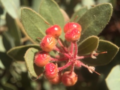 Arctostaphylos pringlei