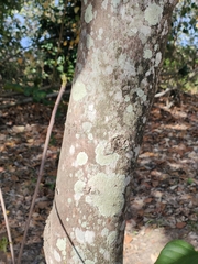 Sterculia quadrifida