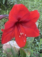 Hippeastrum correiense