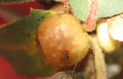 Xanthoteras eburneum