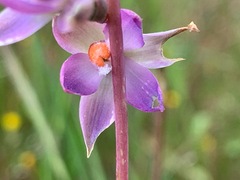 Thelymitra brevifolia