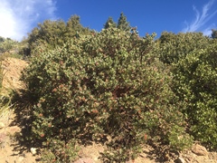 Arctostaphylos pringlei
