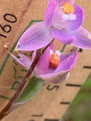 Thelymitra brevifolia