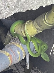 Trimeresurus stejnegeri