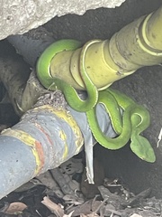 Trimeresurus stejnegeri