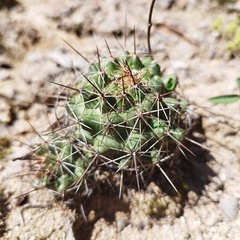 Coryphantha