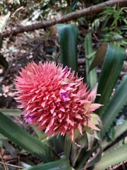 Bromelioideae