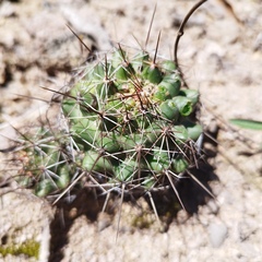Coryphantha