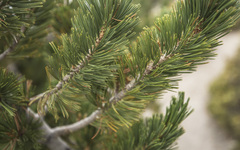 Pinus flexilis
